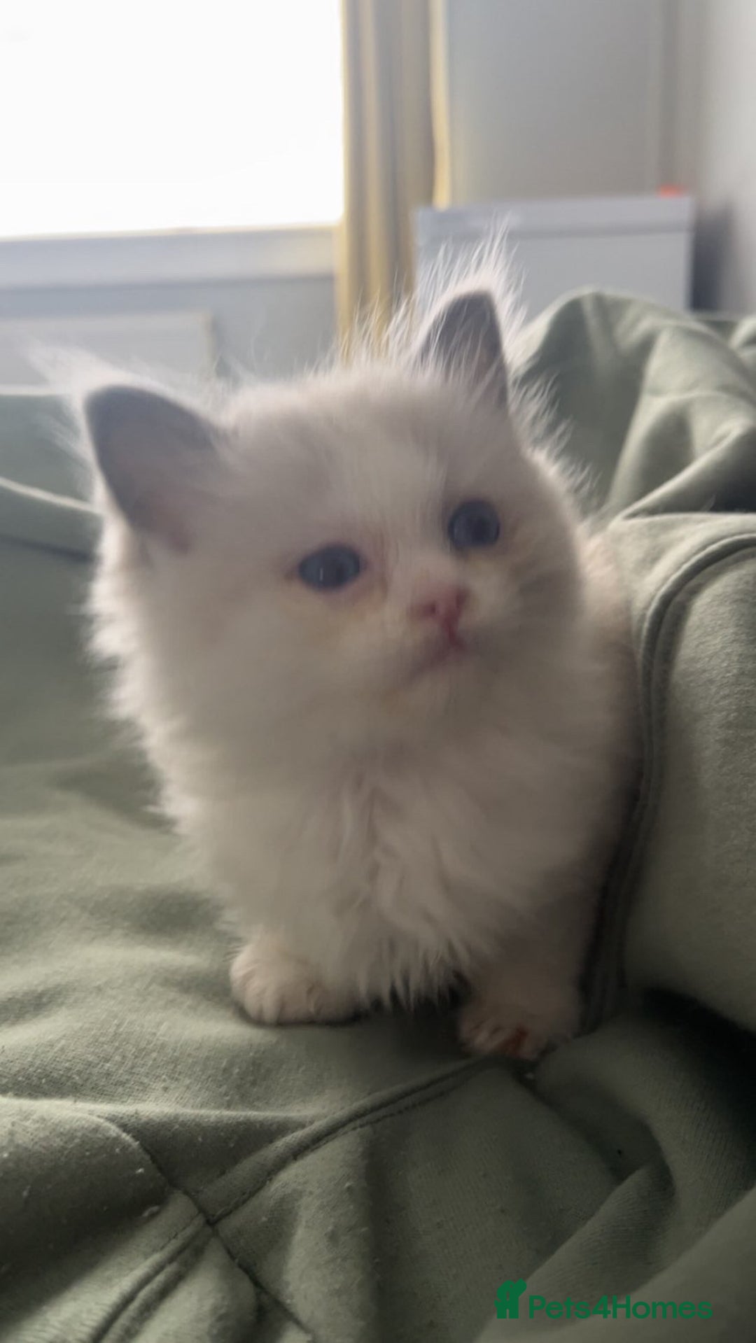Ragdoll cats for sale: Male blue bicolour ragdoll kitten  - Image 2