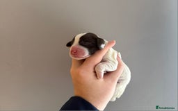 Cocker Spaniel dogs for sale: Litter of 6 - Image 7