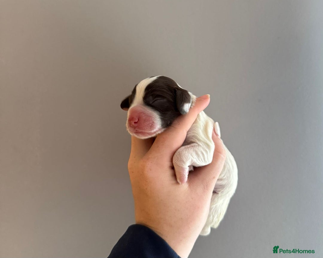 Cocker Spaniel dogs for sale: Litter of 6 - Image 7