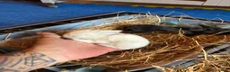 Mixed Breed rabbits for sale: Mixed bunnies  in Northampton - Advert 2