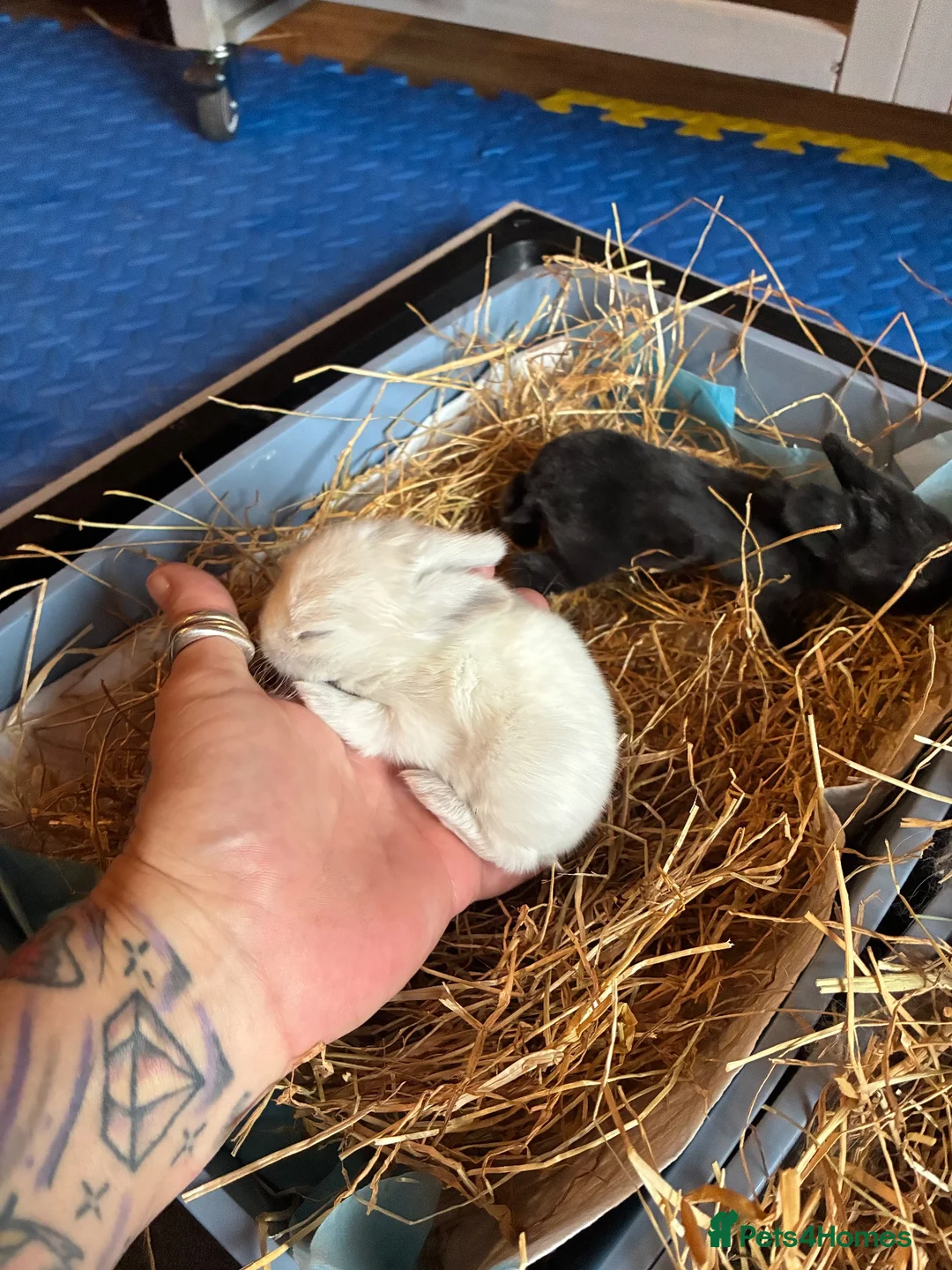 Mixed Breed rabbits for sale: Mixed bunnies  in Northampton - Advert 2