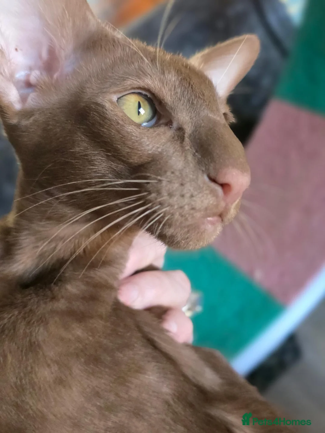 Oriental cats for sale: Cinnermon Oriental Shorthair Boy in Westgate-on-Sea - Advert 2