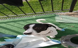 Mixed Breed dogs for sale: Jack Russell x spaniel - Image 2