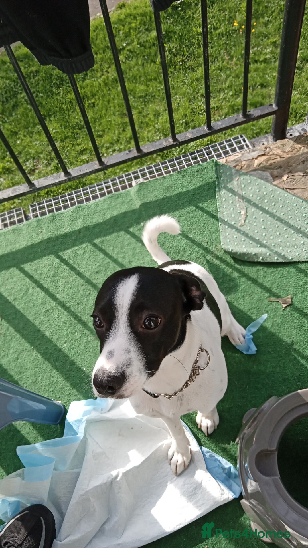 Mixed Breed dogs for sale: Jack Russell x spaniel - Image 2