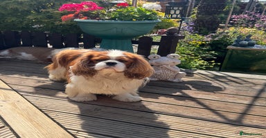 Cavalier King Charles Spaniel dogs in Oldham - Advert 6