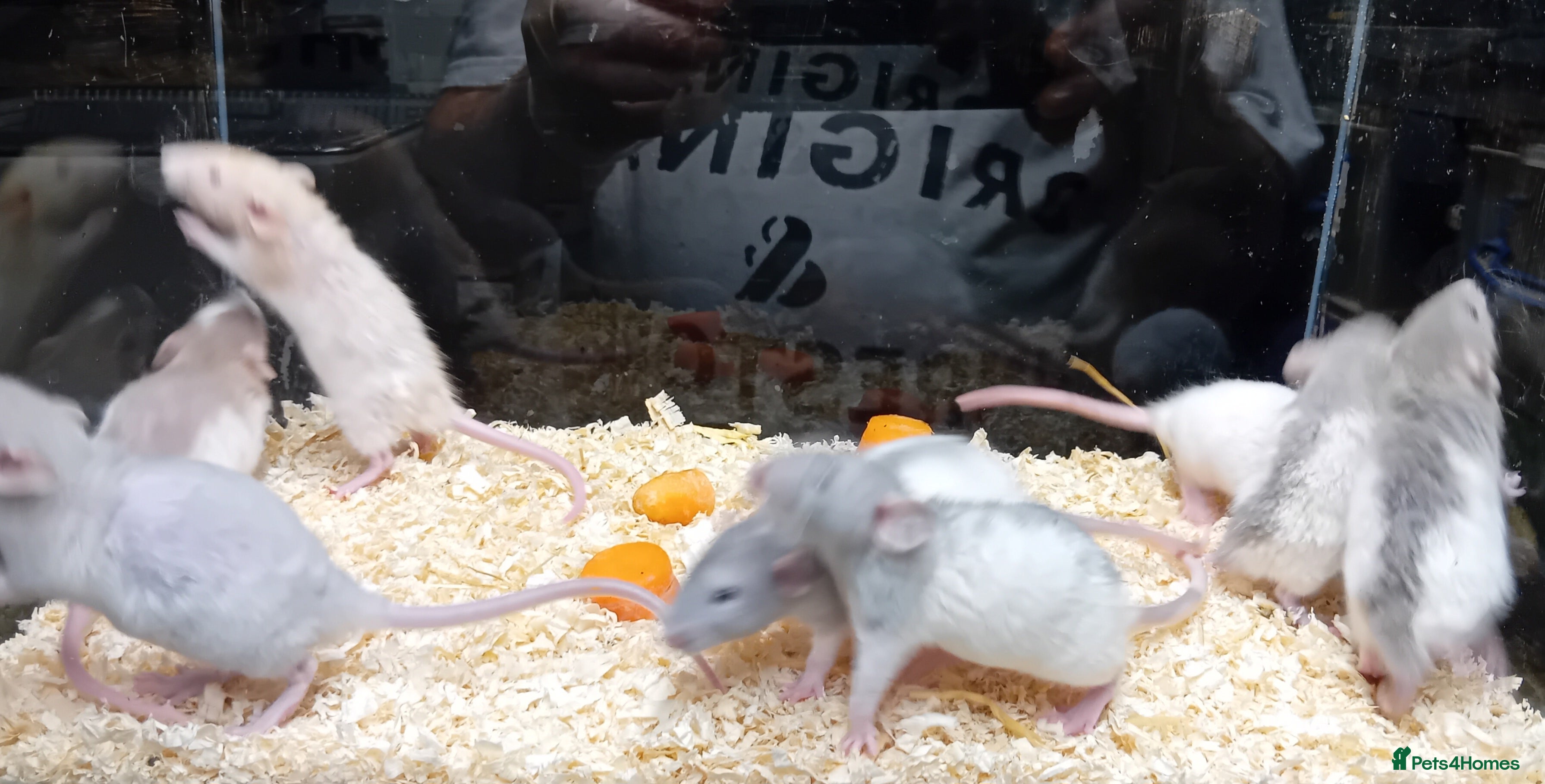 Rat rodents Dumbo Rats , Normal furred - Rex - Nakeds - Advert 1