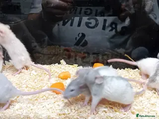 Rat rodents Dumbo Rats , Normal furred - Rex - Nakeds - Advert 1