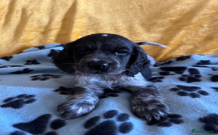 Cocker Spaniel dogs - Advert 1
