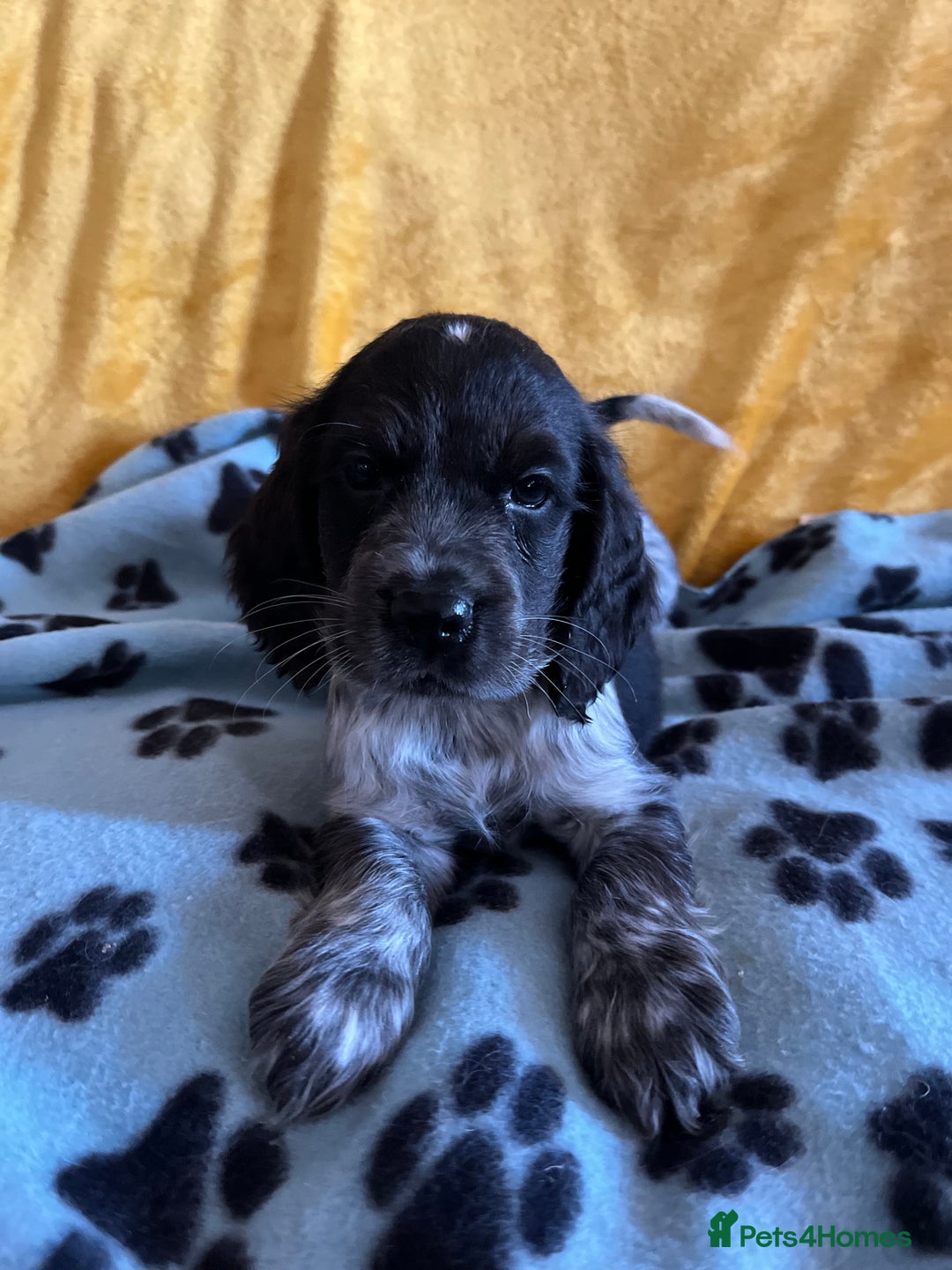 Cocker Spaniel dogs for sale: Show type blue roan cocker spaniel puppies  - Image 1