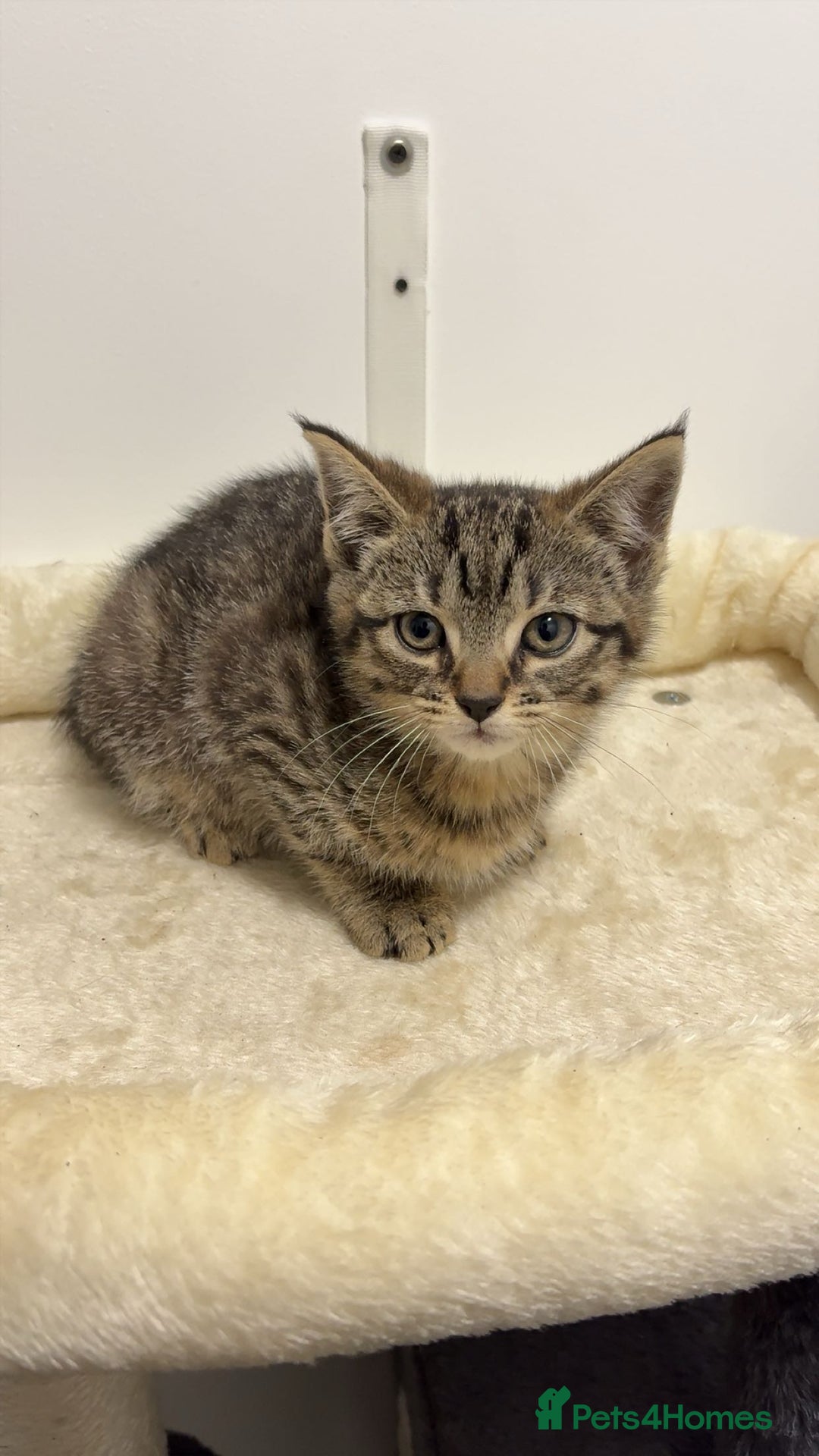 Mixed Breed cats for sale: x5 beautiful kittens ready for new homes! - Advert 5