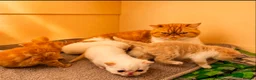 Exotic cats for sale: CHUNKY EXOTICS KITTENS GCCF PARENTS   - Advert 8