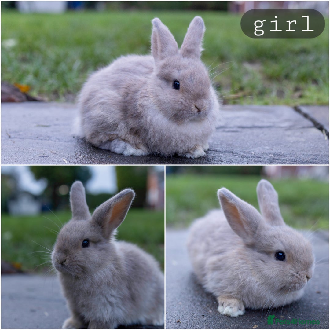 Mini Lop rabbits for sale: Ready now ♥️ Three beautiful mini lop bunnies  - Advert 4