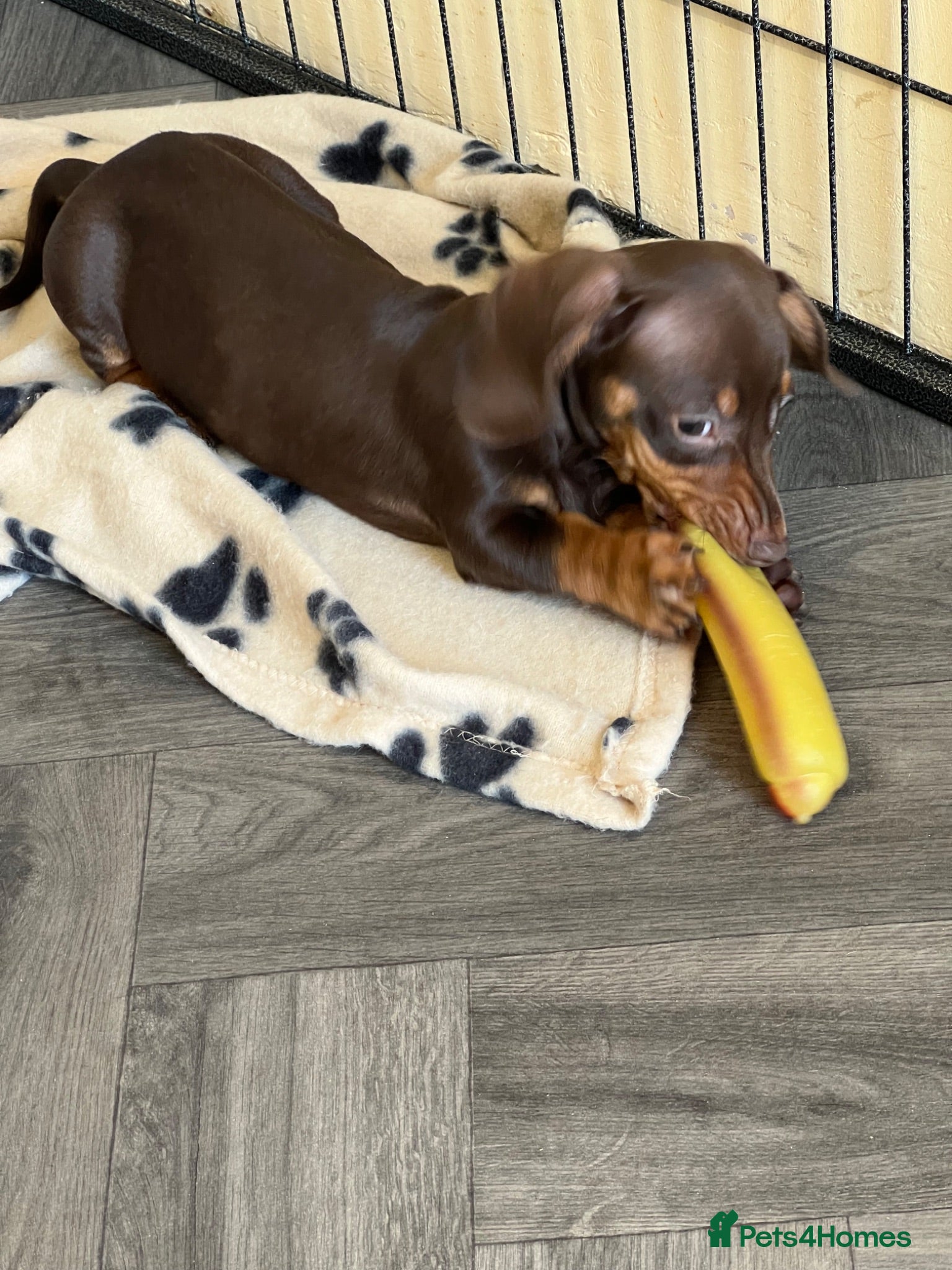 Dachshund dogs MINIATURE DACHSHUND PUPPIES  - Advert 3