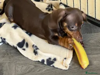 Dachshund dogs MINIATURE DACHSHUND PUPPIES - Advert 3