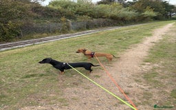 Mixed Breed dogs for sale: Dashund x Frenchie - Image 5