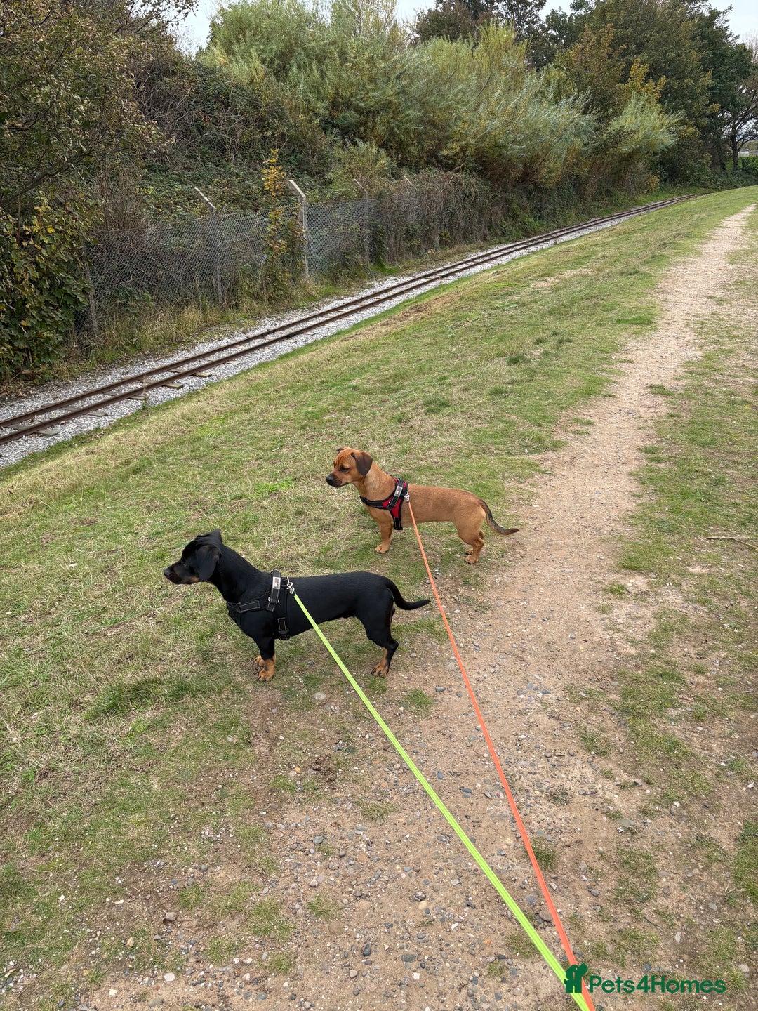 Mixed Breed dogs for sale: Dashund x Frenchie - Image 5