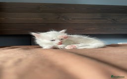 British Shorthair cats for sale: White SHD Kittens for sale - Image 8