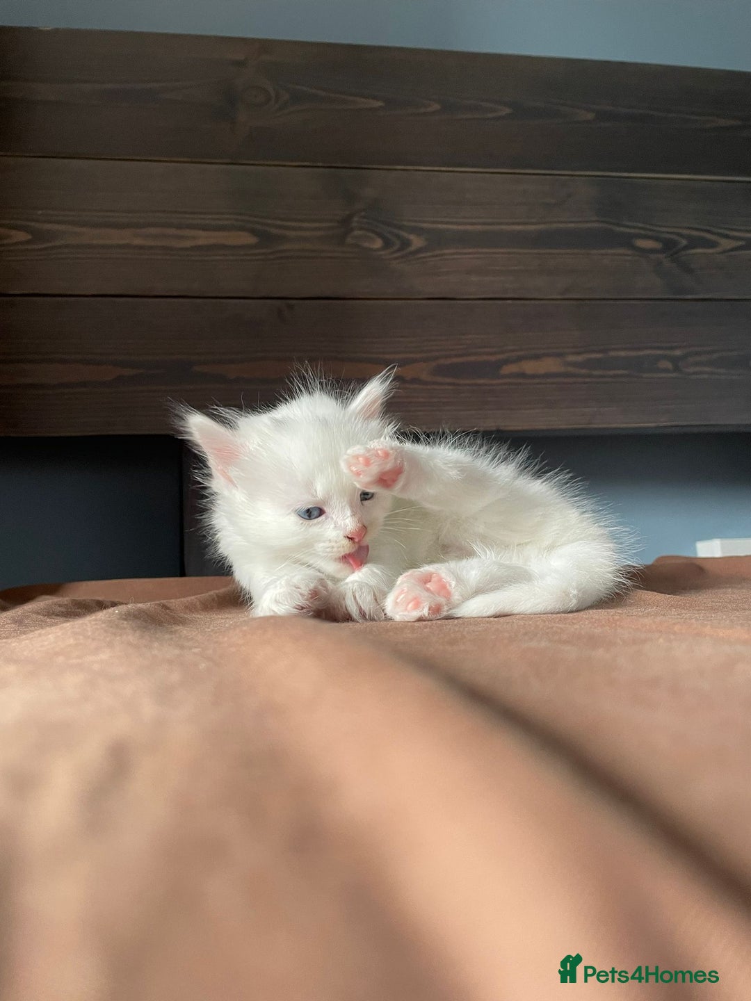 British Shorthair cats for sale: White SHD Kittens for sale - Image 8