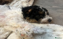 Cavapoo dogs for sale: Rare Tri colour Cavapoo - Image 4