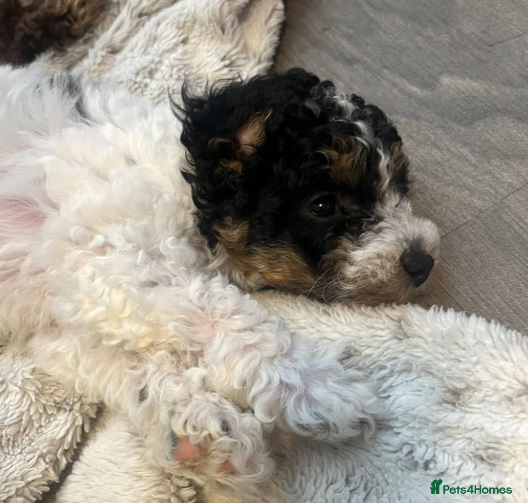 Cavapoo dogs for sale: Rare Tri colour Cavapoo - Image 4