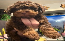 Shihpoo dogs for sale: Adorable F1B Shihpoo puppies ready NOW 🐾🐕🤍 - Image 13