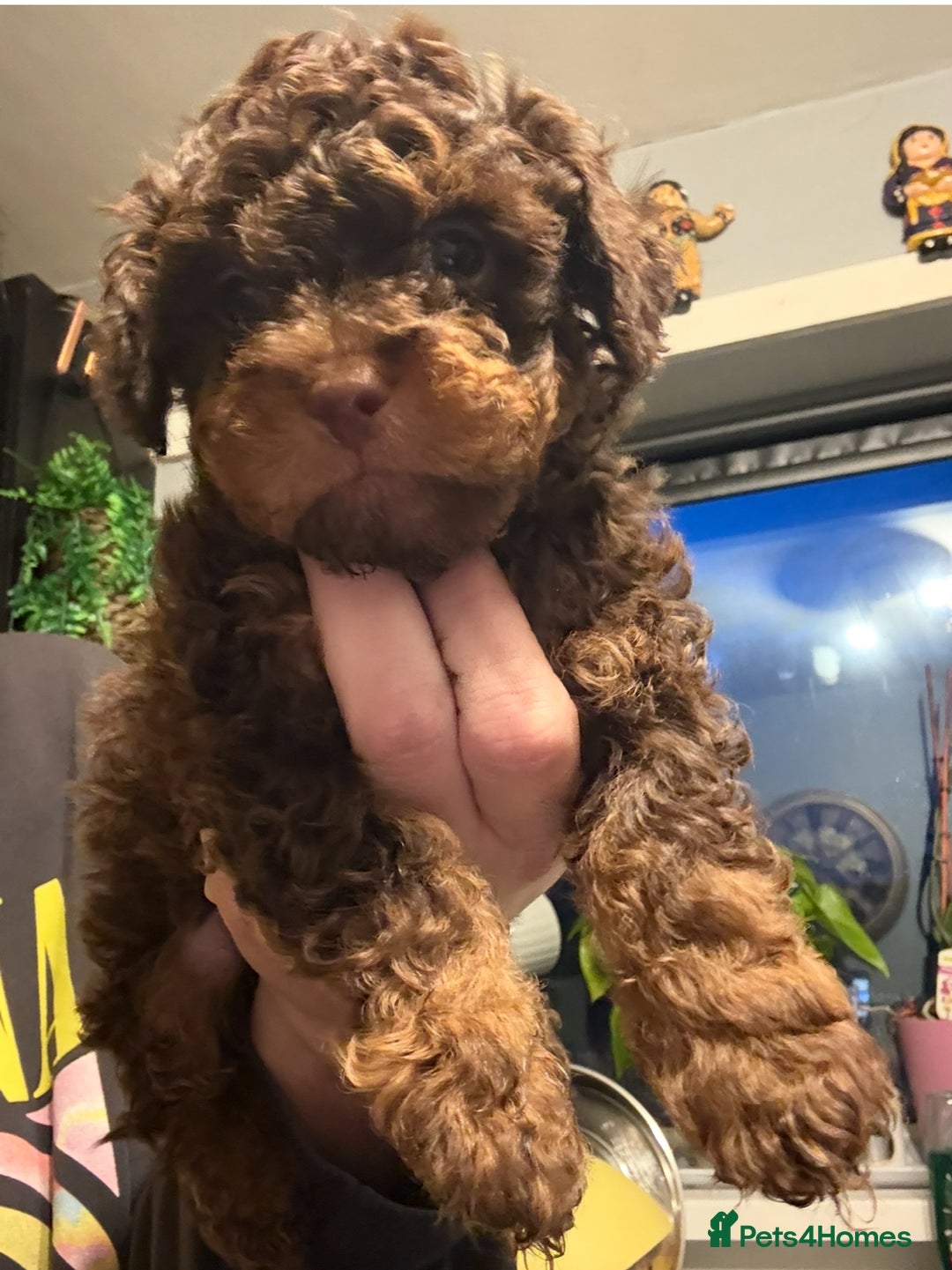 Shihpoo dogs for sale: Adorable F1B Shihpoo puppies ready NOW 🐾🐕🤍 - Image 13