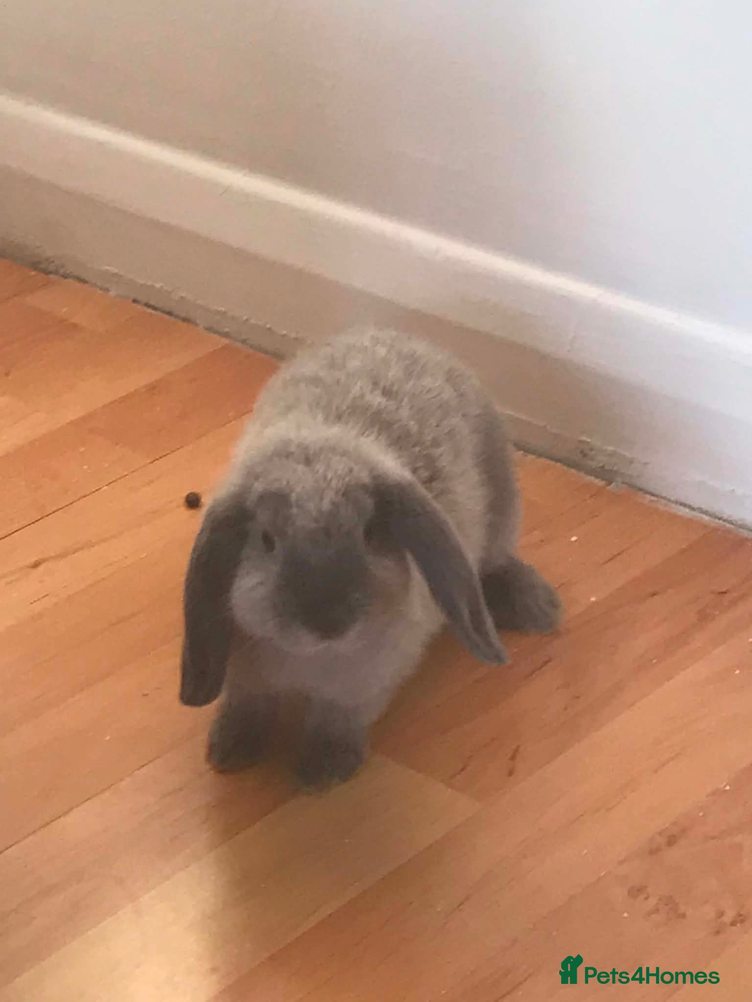 Mini Lop rabbits Mini lops  - Advert 8