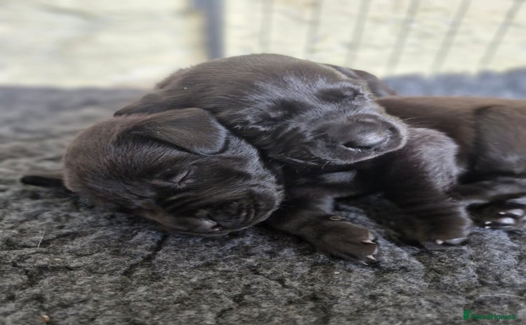 Labrador Retriever dogs - Advert 7