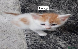 Mixed Breed cats for sale: Kittens for sale - Image 9