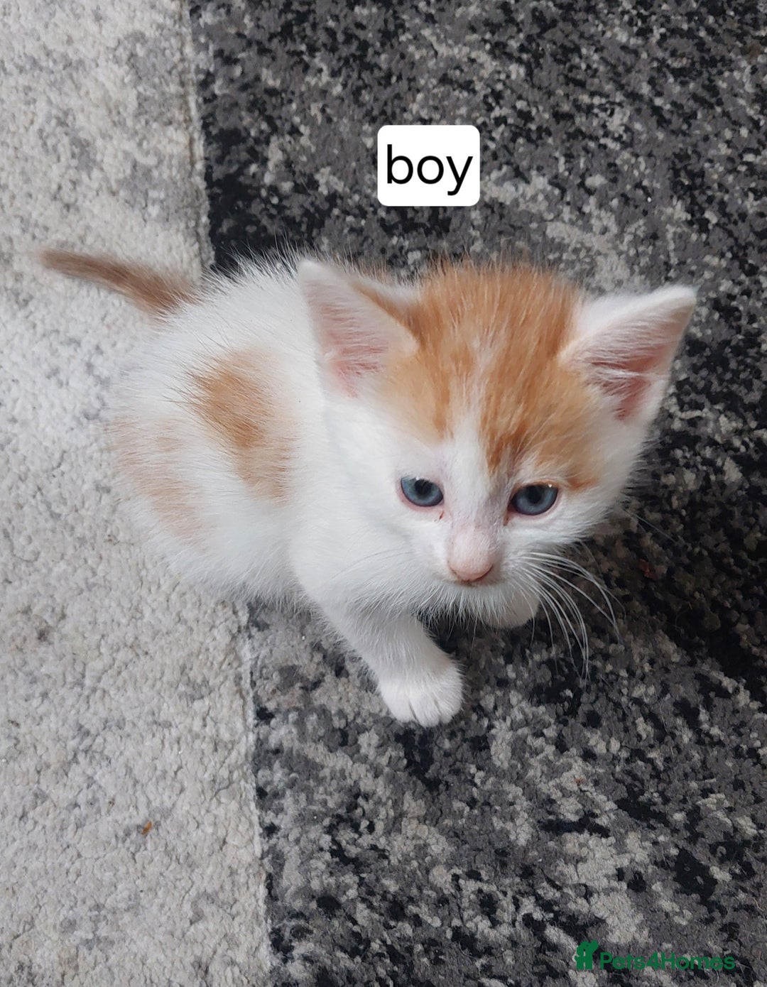Mixed Breed cats for sale: Kittens for sale - Image 9