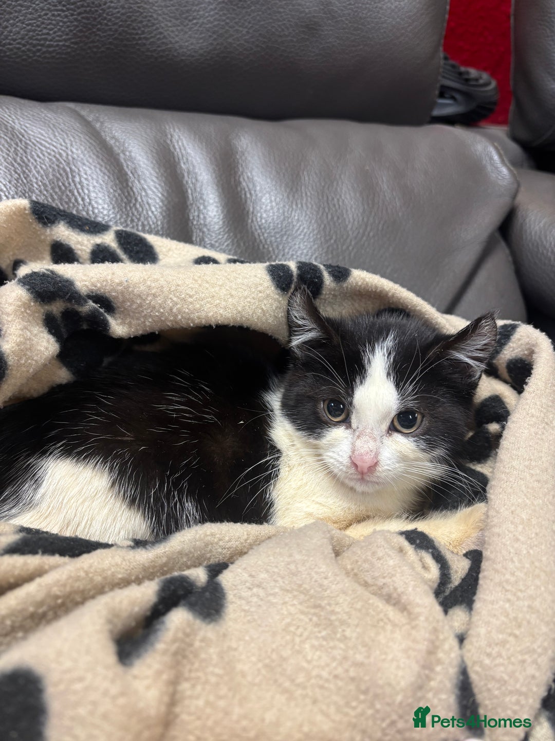 Mixed Breed cats for sale: 2 beautiful tabby x kittens for sale  - Advert 6