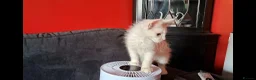Maine Coon cats for sale: Pedigree Maine Coon Kittens in Manchester  - Advert 22