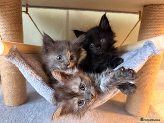 Maine Coon cats 🌟 Stunning Maine Coon Kittens 🌟 - Advert 7
