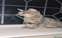 Bengal cats for sale: Mixed bengal kittens   - Image 5