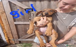 Mixed Breed dogs for sale: Doberman X Labrador puppies  - Image 4