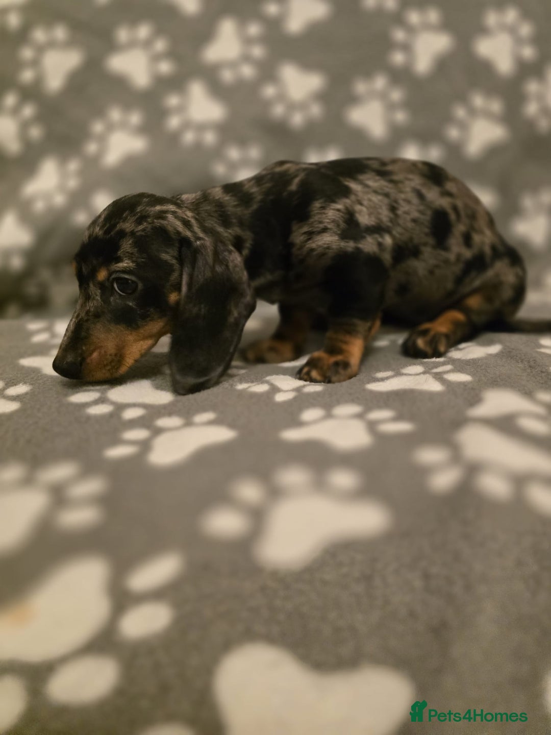 Miniature Dachshund dogs for sale: Miniature dachshund - Advert 3