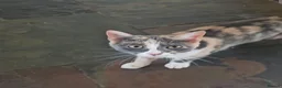 Mixed Breed cats for sale: One left  - Advert 2