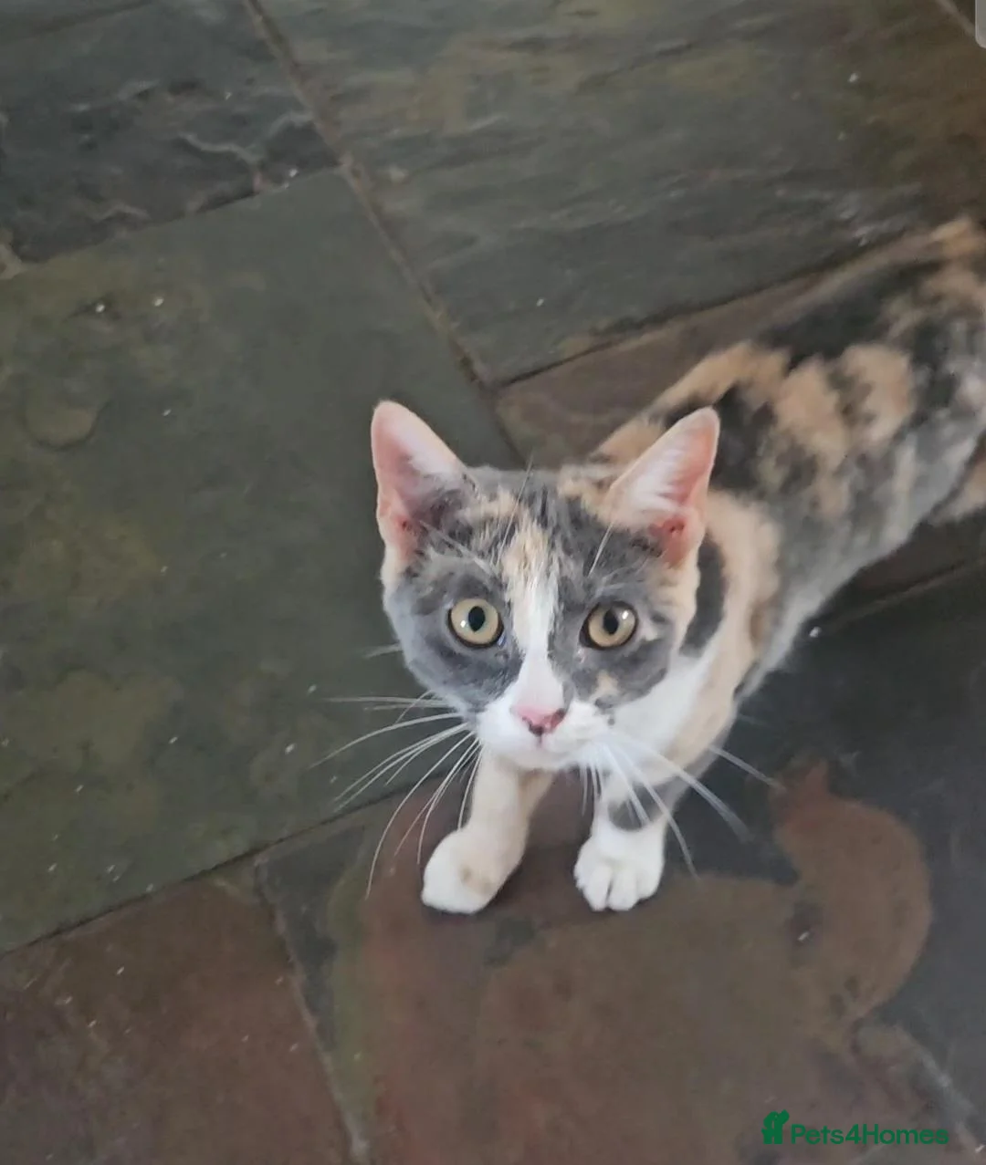Mixed Breed cats for sale: One left  - Advert 2