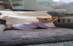 Chihuahua dogs for sale: Stunning Babies looking for their forever 5* homes - Image 16