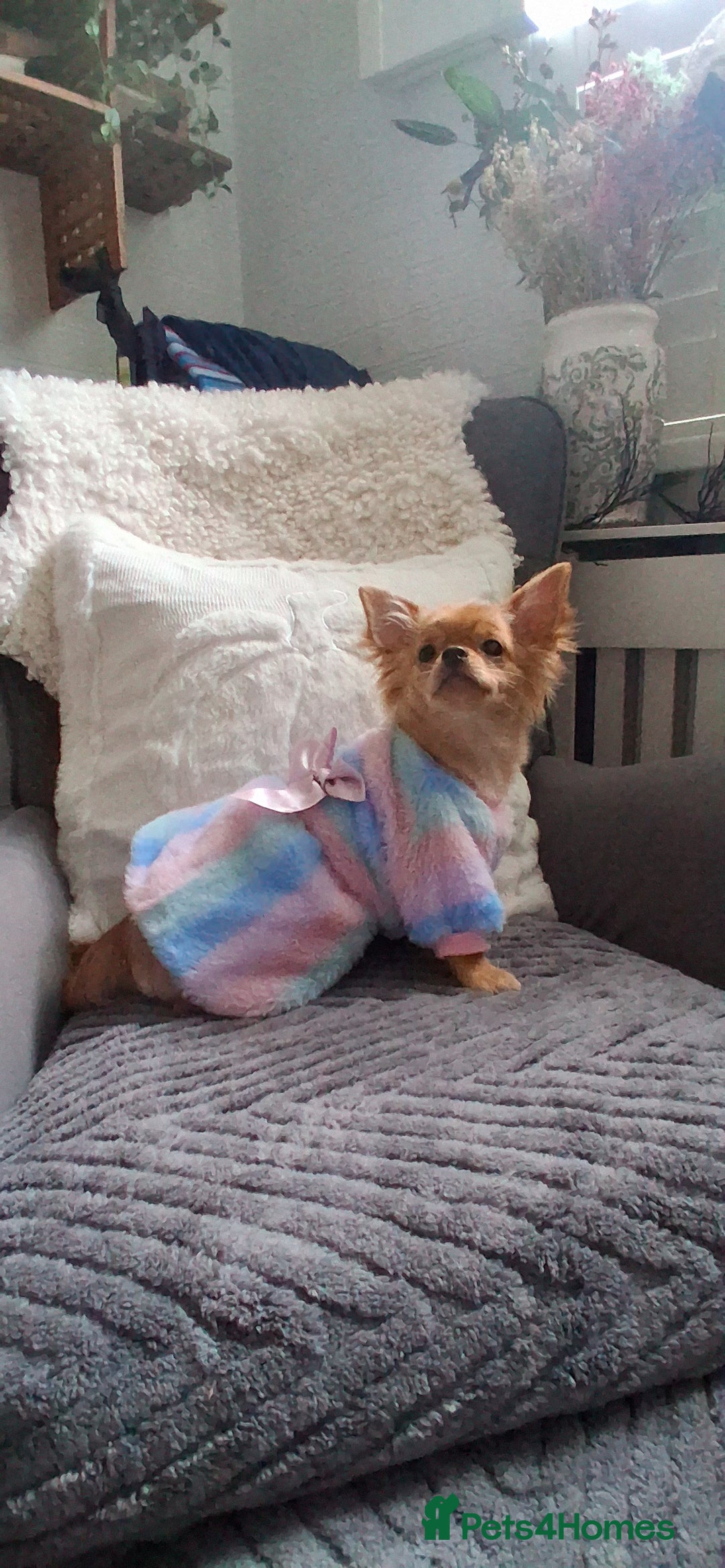 Chihuahua dogs for sale: Stunning Babies looking for their forever 5* homes - Image 16