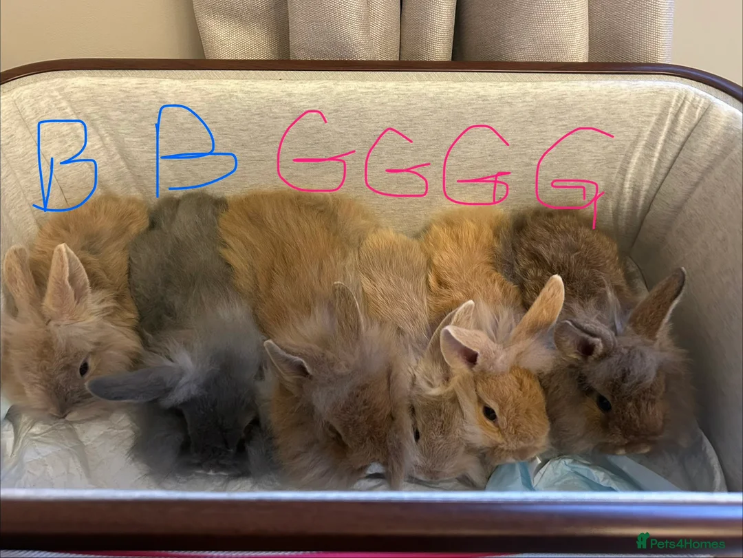 Mini Lion Lop rabbits for sale: Mini lion lop bunnies  - Advert 2