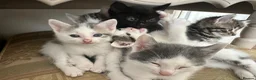 Mixed Breed cats for sale: Cute kittens - Advert 11