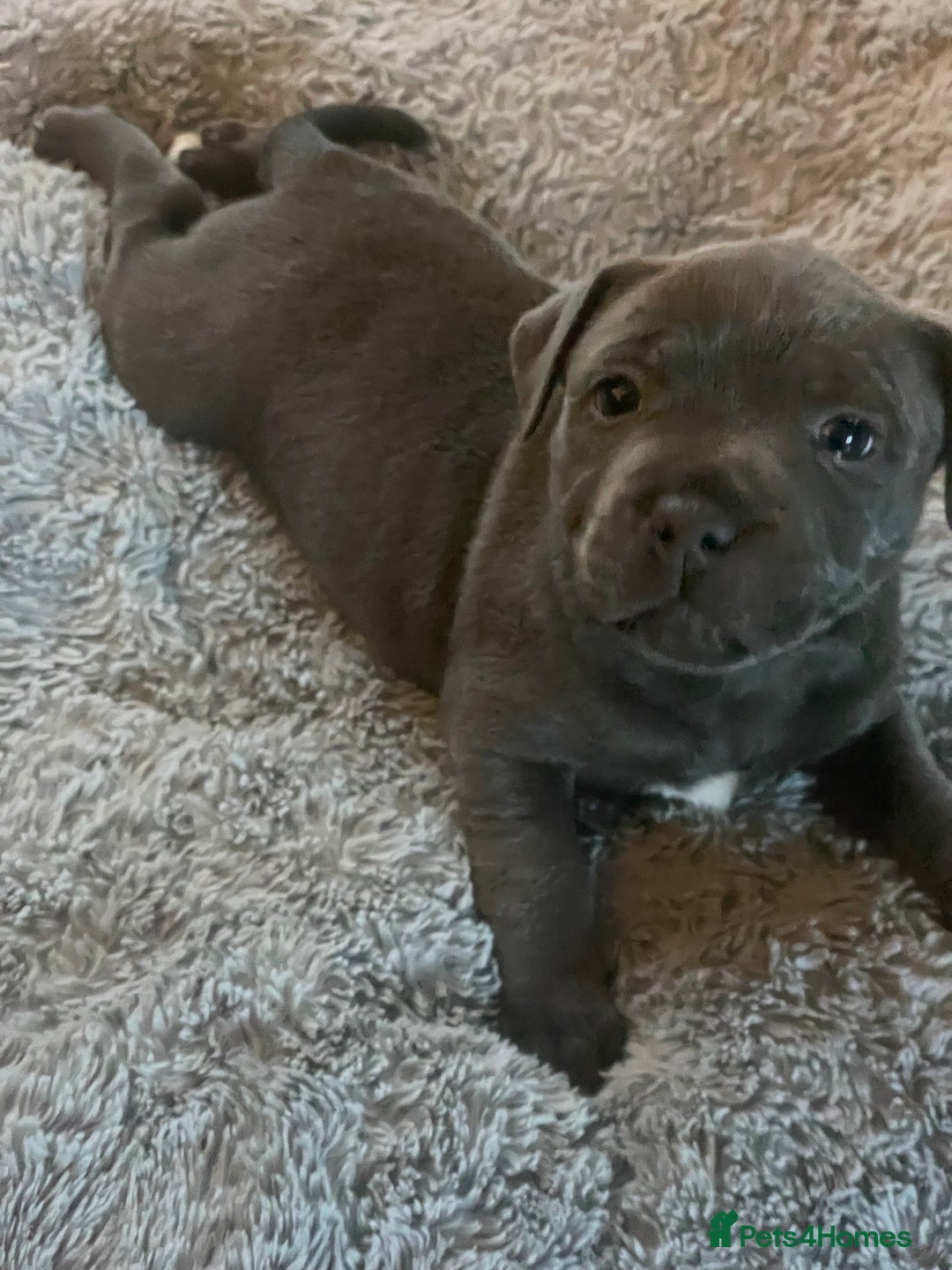 Staffordshire Bull Terrier dogs for sale: One beautiful Staffordshire bull terrier - Advert 4