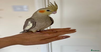 Cockatiels birds - Advert 6