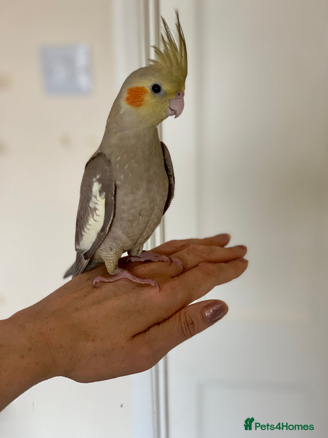 Cockatiels birds for sale: Hand Reared Cockatiel  - Image 2