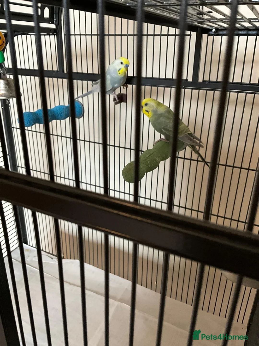 Budgerigars birds for sale: Male and Female Rainbow Budgies including cage - Advert 2