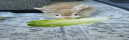 Mixed Breed rabbits for sale: Rabbit for sale  in Oldbury - Advert 3