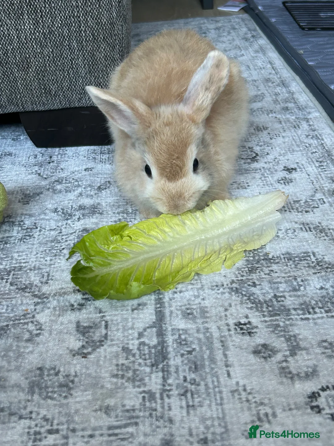Mixed Breed rabbits for sale: Rabbit for sale  in Oldbury - Advert 3