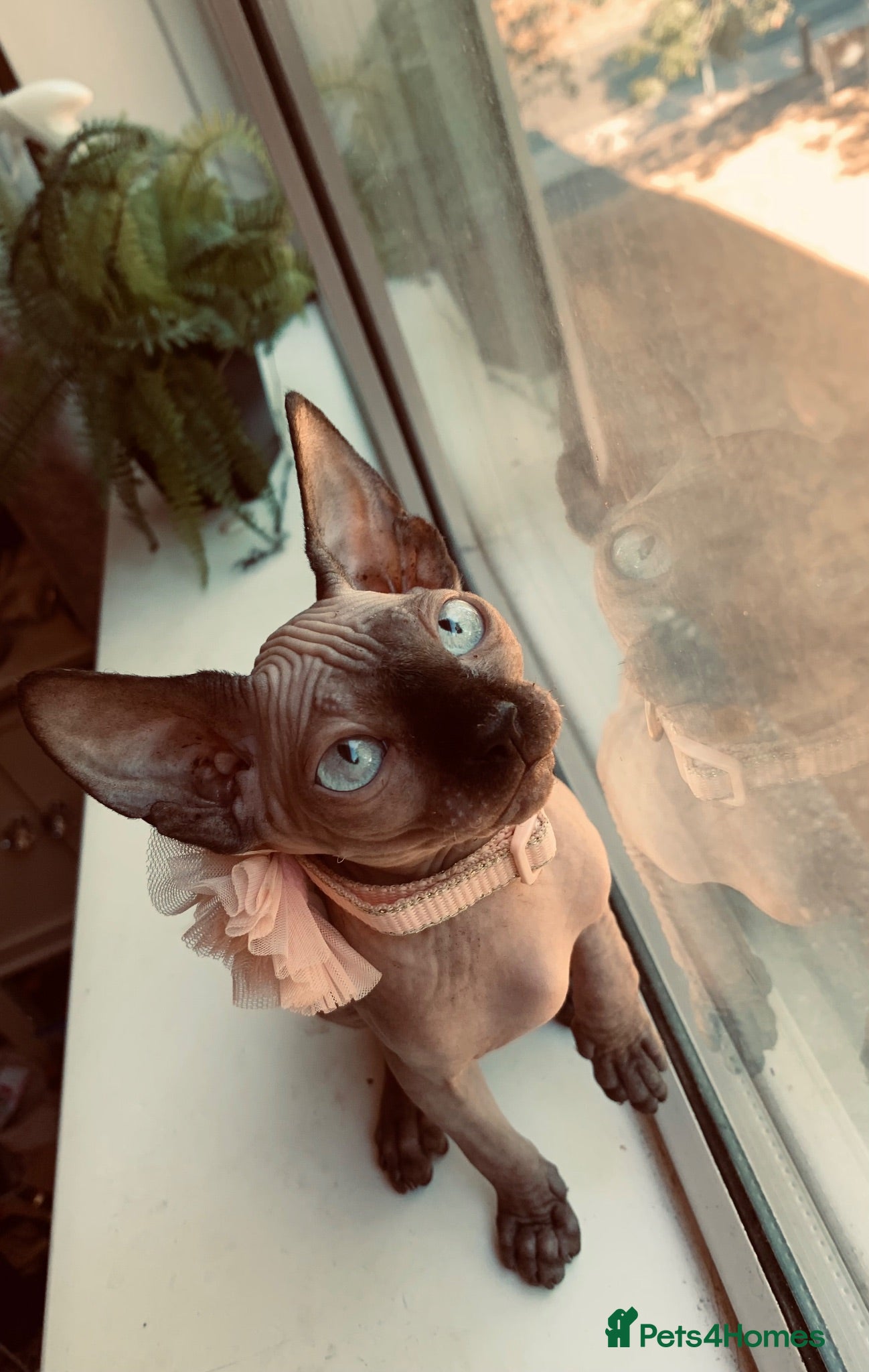 Sphynx cats Beautiful sphynx kittens.  - Advert 5