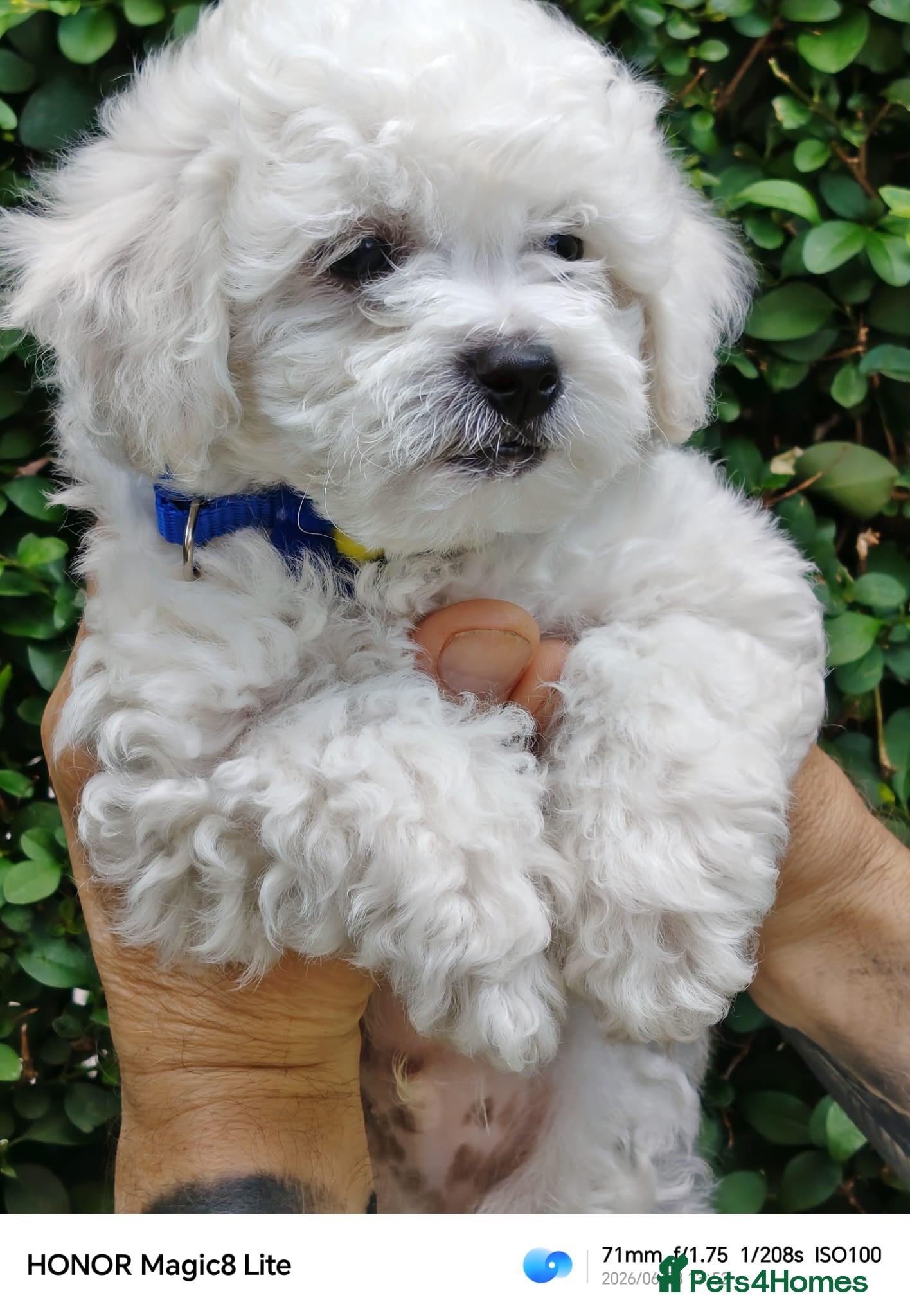 Bichon Frise dogs Bichon Frise ( 2 boys left ) - Advert 2